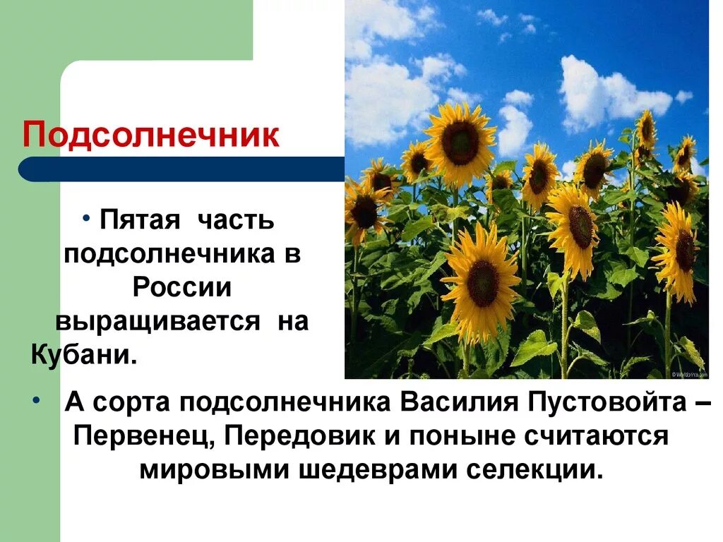 Сорт подсолнечника передовик Пустовойт. Подсолнечник презентация. Доклад про подсолнечник. Сообщение о подсолнечнике. Кубановедение труженики кубани