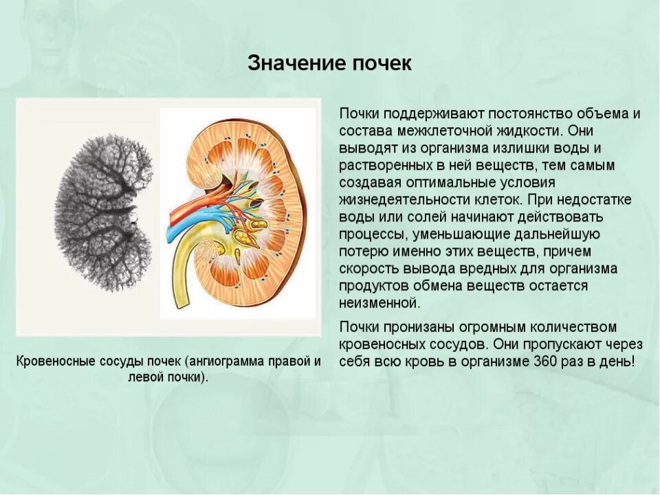 За сколько проходят почки. Мочевыделительной системы человека. Строение почки. Строение и функционирование почек. Особенности строения почек.