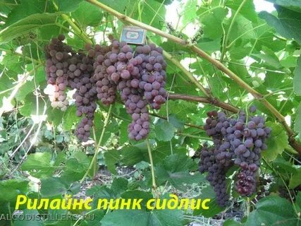 Кишмиш пинк