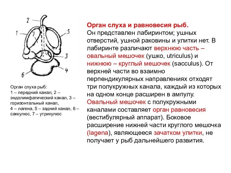 Ухо класс рыбы. Строение внутреннего уха рыбы. Слуховой аппарат рыб. Строение рыб слух. Орган слуха у рыб.