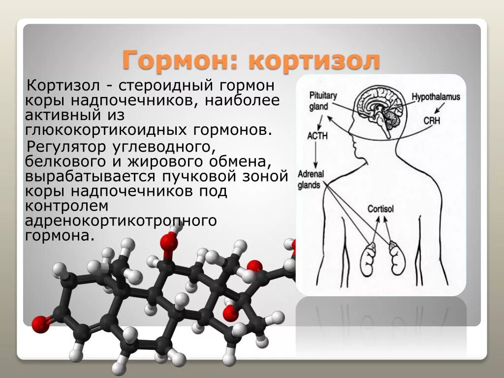 Гормон повышающий стресс