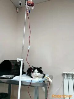 Внутреннее кровотечение у кота