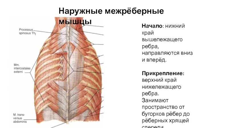 Наружные и внутренние межреберные. Межреберные мышцы. Наружные межреберные мышцы. Внутренние межреберные мышцы.