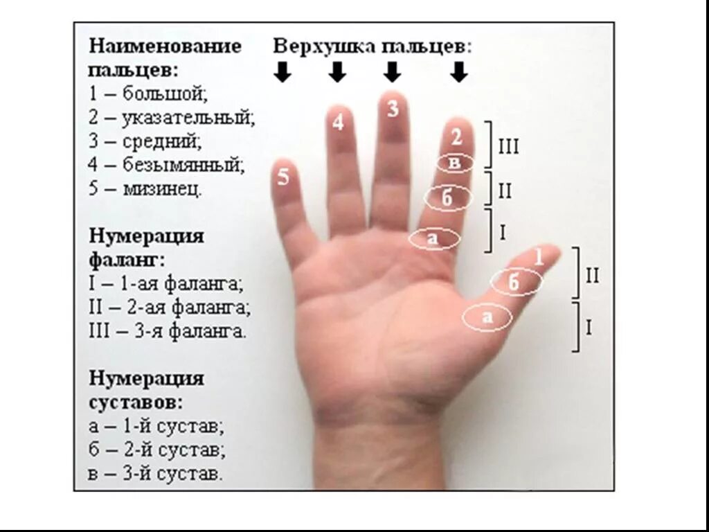 Название пальцев. Ладонь с названием пальцев. Как называются пальцы на руках. Название пальцев на руке человека. Анализ пальчик