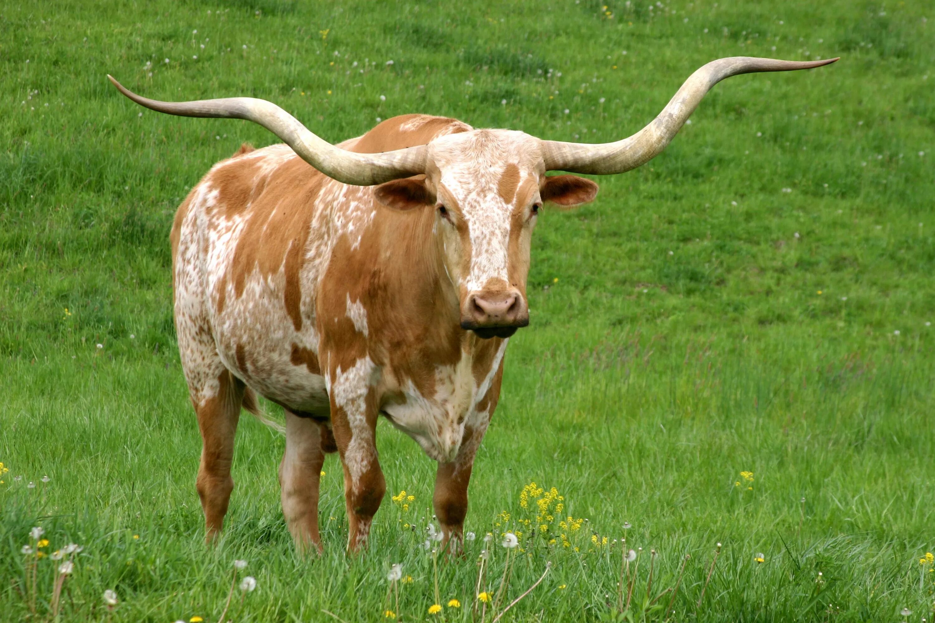 Какая есть корова. Техасская корова лонгхорн. Техасский бык лонгхорн. Лонгхорн порода коров. Техас Лонгхорнс бык.