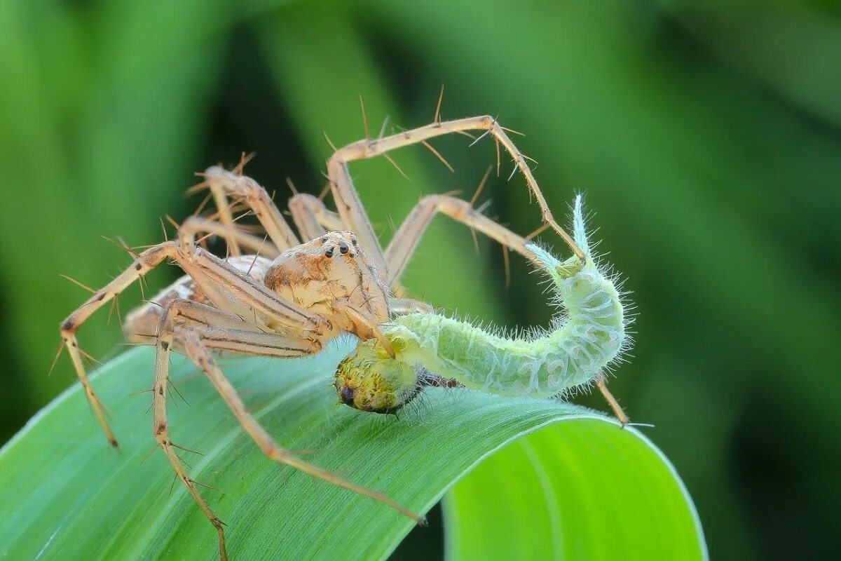 Отряд Araneae пауки. Паук-балдахинник. Паук мухоед. Паук синемозина муравьевидная.