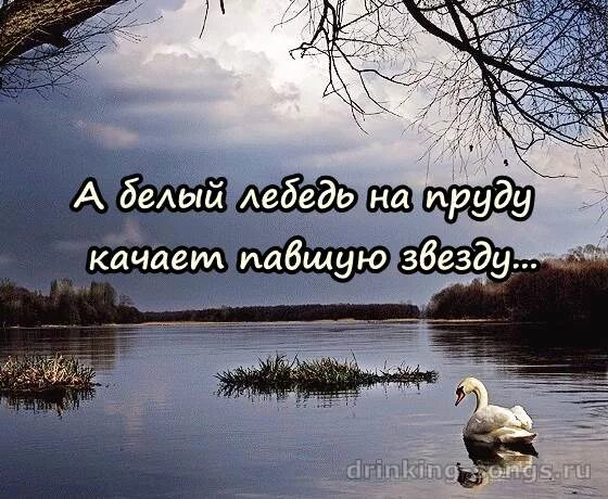 Песня дом у пруда. А белый лебедь на пруду текст. белый лебедь на пруду текст песни. текстбелый лебедь на пруда. белый лебедь на пру текст.