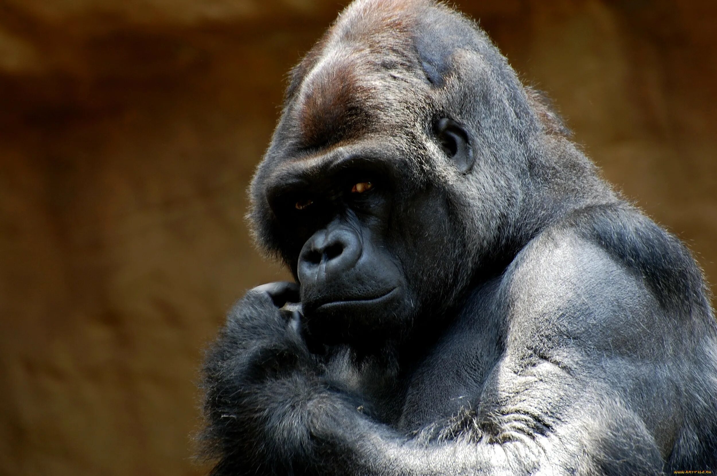 Monkey gorilla