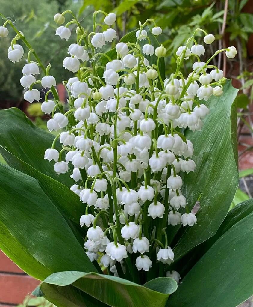 ландыш convallaria majalis prolificans. ландыш закавказский (convallaria transcaucasica). ). ландыш майский convallária majális l. садовый ландыш купена.