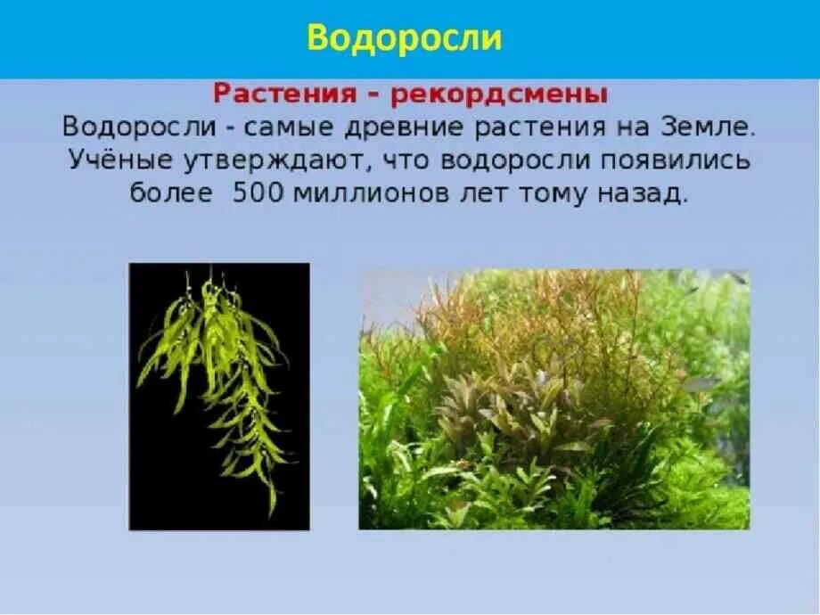 Водоросли самая древняя группа растений. Самые древние водоросли на земле. Водоросли самая древняя группа растений. Сине зеленые водоросли кембрия. Водоросли 3 класс.