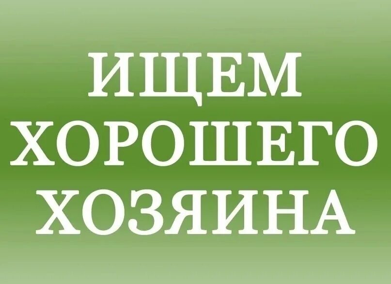 Ищу хозяина. Срочно нужен хозяин. Ищу нового хозяина. Ищем самых добрых хозяев.