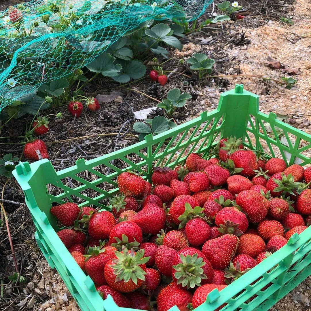 Сколько заработать на клубнике. Продажа клубники. Моя клубника. Торговля клубникой. Клубника огородница.