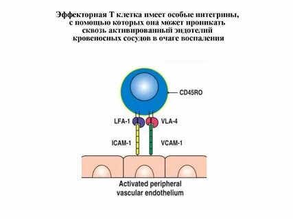 Эффекторные клетки
