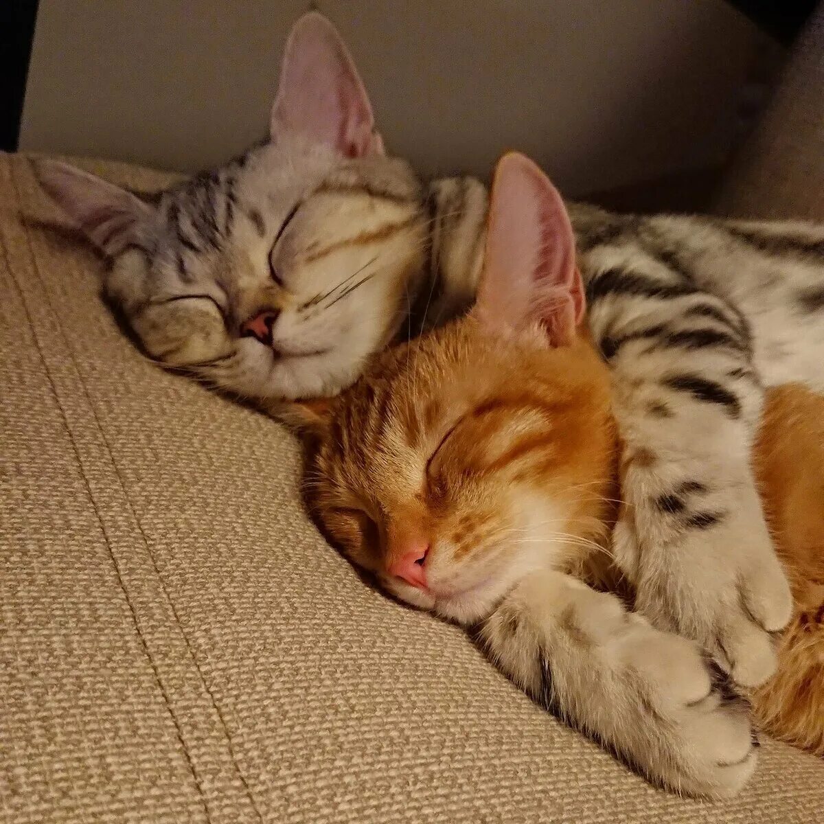 Спящие котята вместе. Спящие котята. коты спят в обнимку. котики спят вместе.