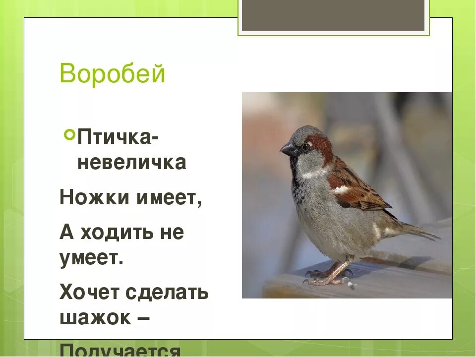 Загадка про воробья. Загадка про воробья для детей. Загадки про воробьёв. Загадка про воробья 3 класс. Воробей воробьи 2 класс русский язык