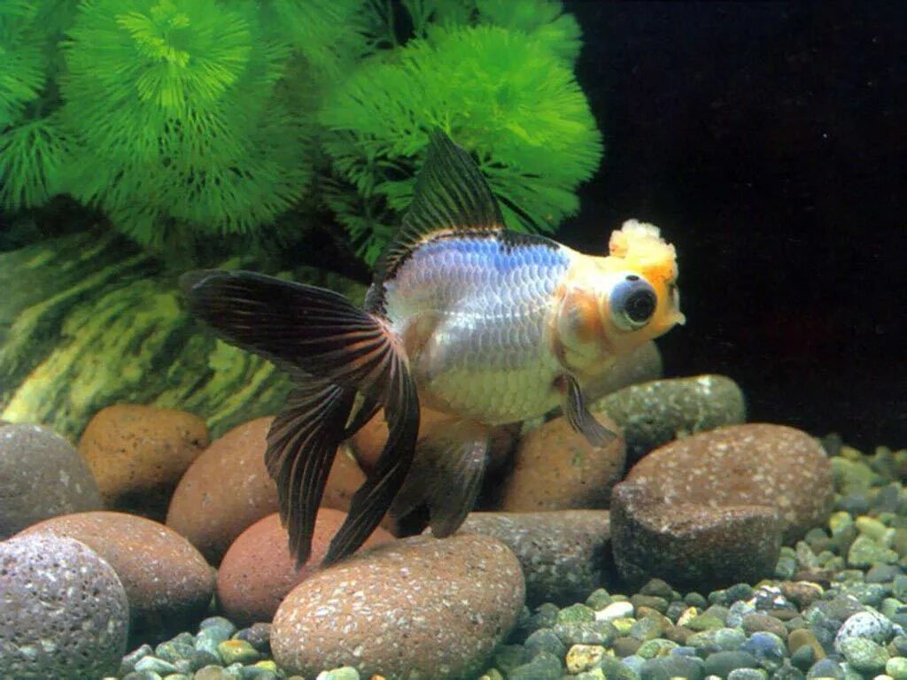 болезни рыб аквариумных. аквариум с рыбками гуппи. корм для рыбок гуппи. перекормленный малек гуппи. рыбки аквариумные дохнут.