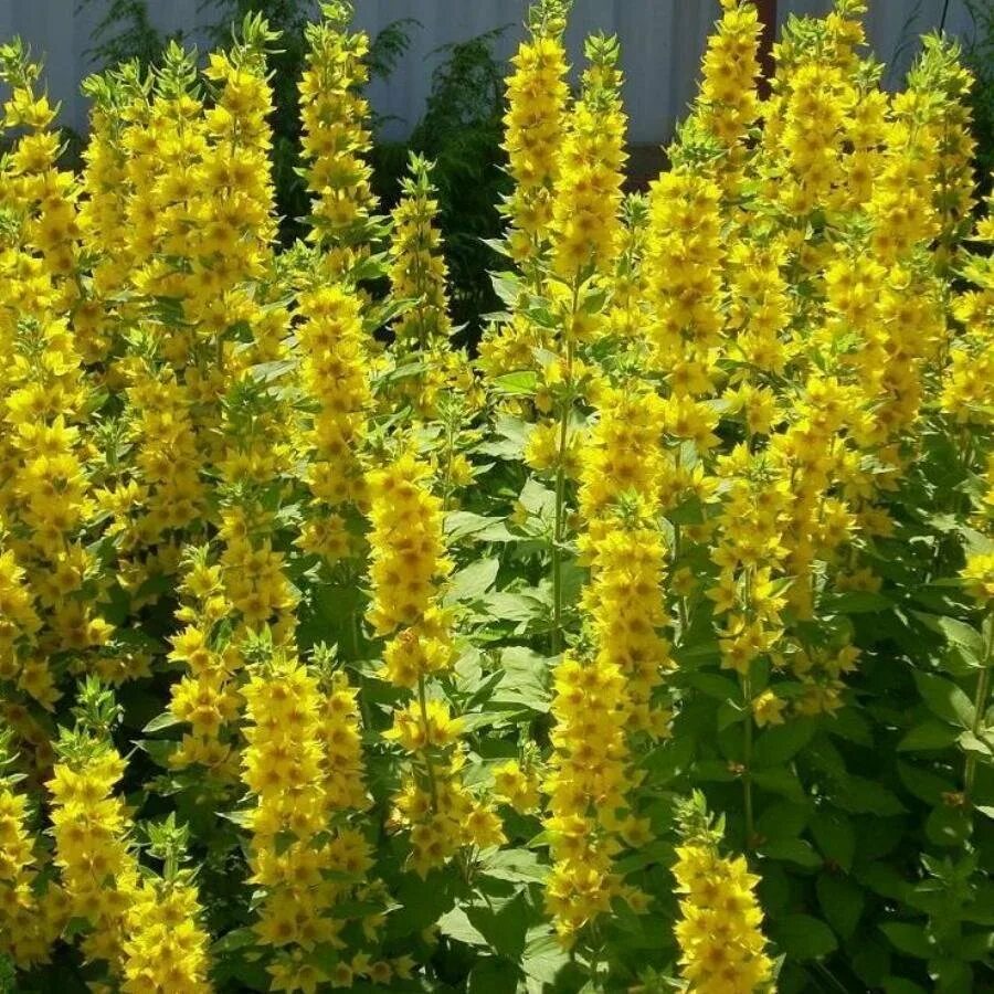 Название высоких желтых цветов. Вербейник Lysimachia punctata. Вербейник Златовласка. Вербейник златоглавка. Вербейник точечный (Лизимахия).