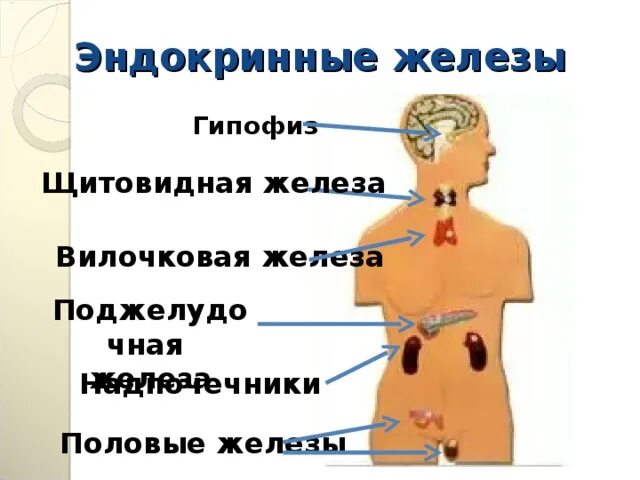 Гуморальная регуляция. Эндокринные железы.. Эндокринные железы человека. Эндокринные железы человека рисунок. Эндокринные железы человека Вилочкова.