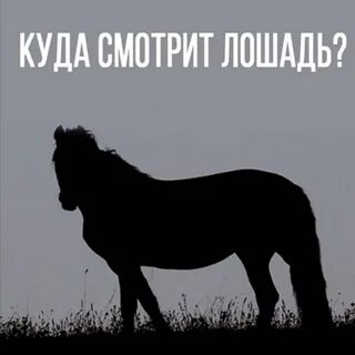 Тест про лошадей