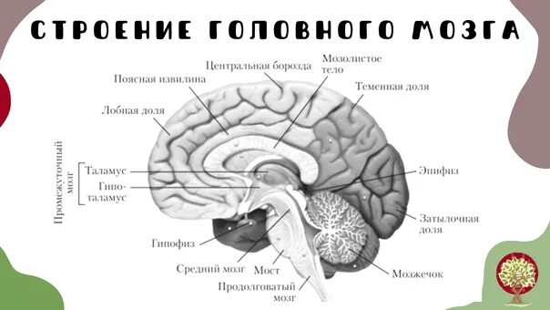 Мозг строение 8 класс. Мозг строение 8 класс