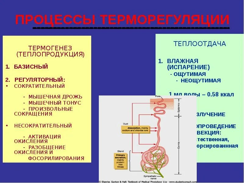 Структуры человека участвующие в терморегуляции. Структуры человека участвующие в терморегуляции