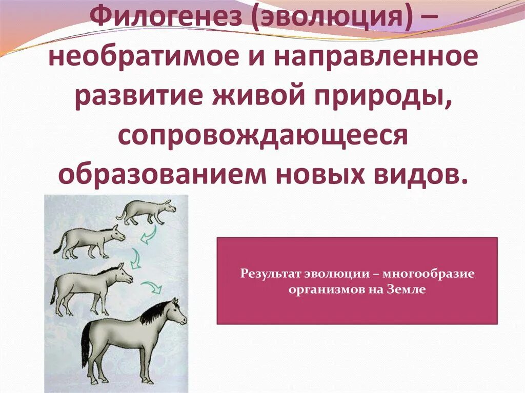 Филогенез организмов. Филогенез примеры. Филогенез это развитие. Эволюция направленное, необратимое развитие. Филогенетическая Эволюция.