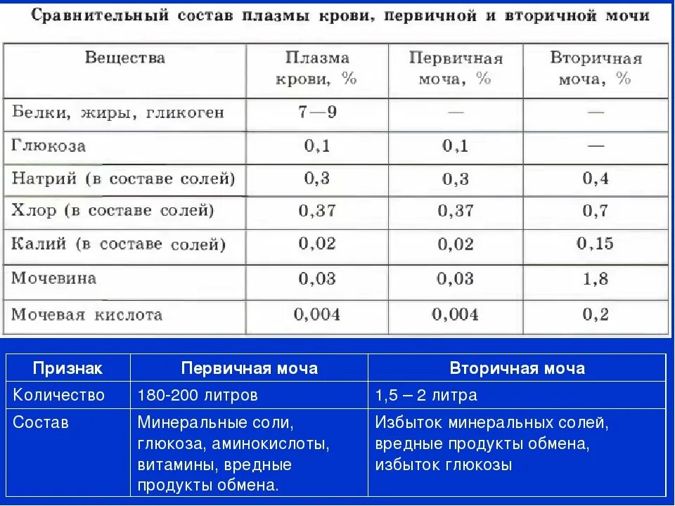 Первичная моча отличается от плазмы крови отсутствием. Состав и функции первичной мочи. Состав и объем первичной мочи. Первичная и вторичная моча таблица. Состав первичной и вторичной мочи.