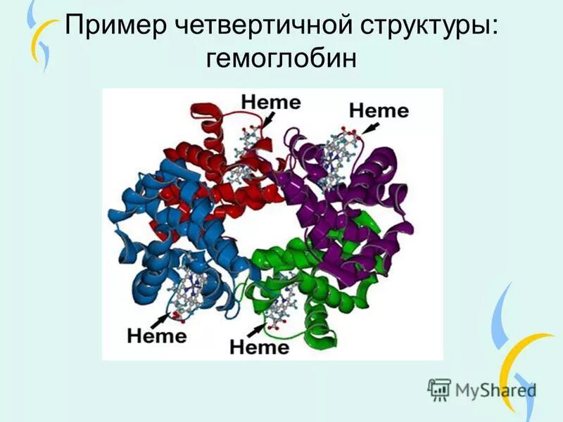 Что входит в состав гемоглобина. Четвертичная структура гемоглобина. Четвертичная структура инсулина. Третичная структура гемоглобина. Четвертичная структура на примере гемоглобина.