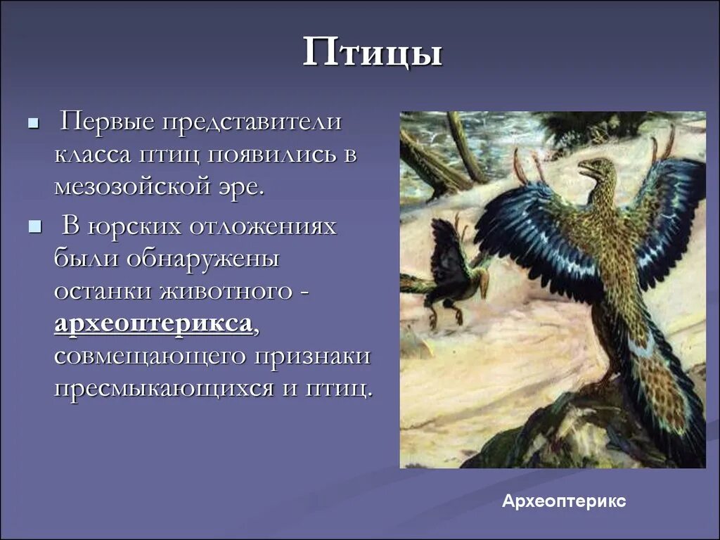 Археоптерикс и Эволюция. Археоптерикс Эволюция птиц. Археоптерикс древнее животное представитель класса. Древняя птица Археоптерикс.