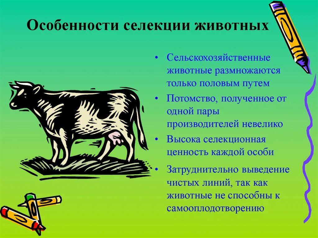 1 селекция животных. Селекция животных. селекция животных характеристика. значение селекции животных. селекционер животных.