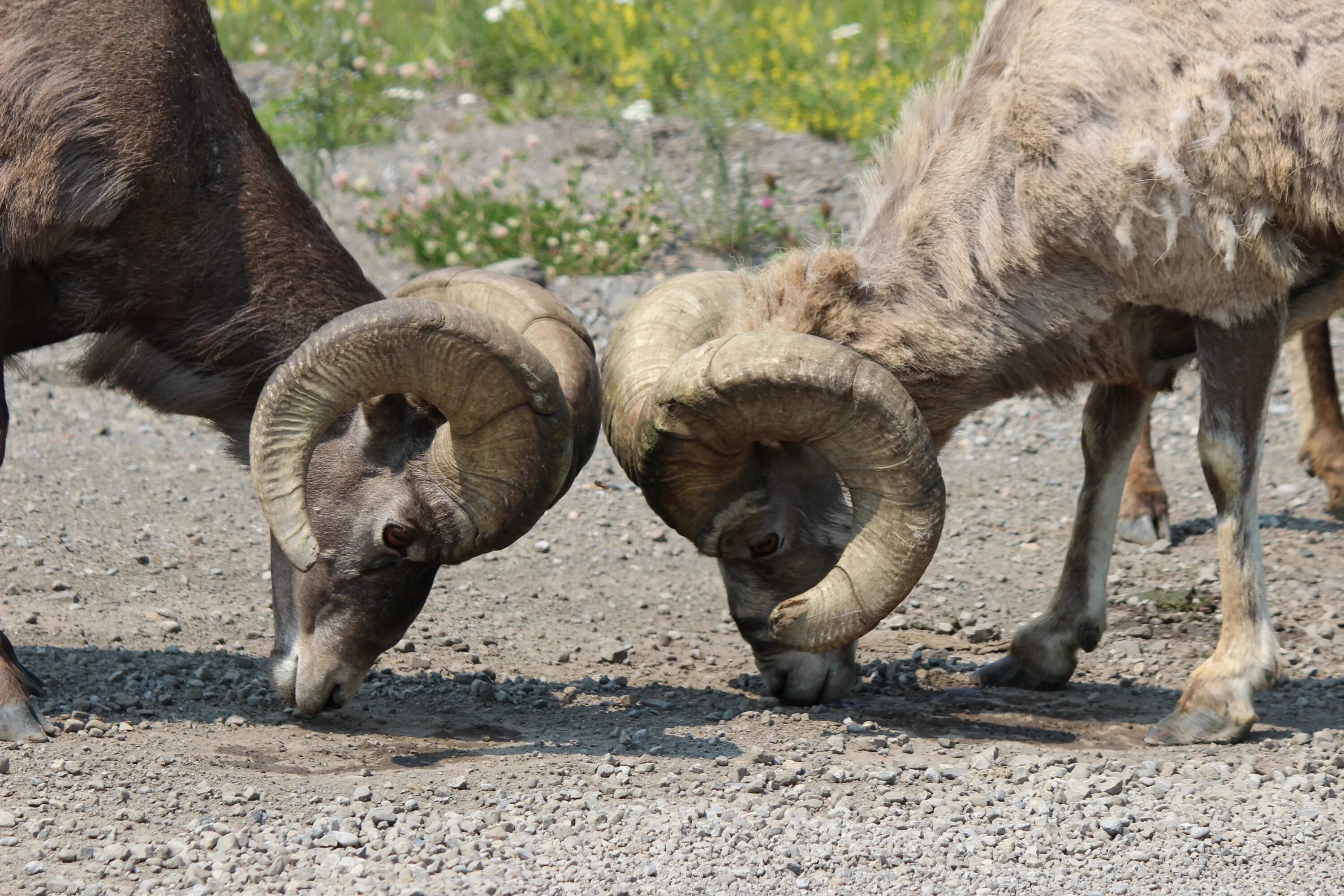 Ovis ii