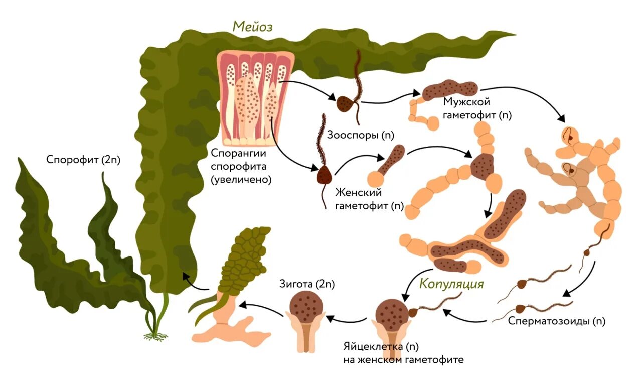Жизненный цикл водоросли ламинарии. Бурая водоросль ламинария цикл развития. Размножение ламинарии схема. Цикл размножения ламинарии схема. Стадия жизненного цикла водорослей