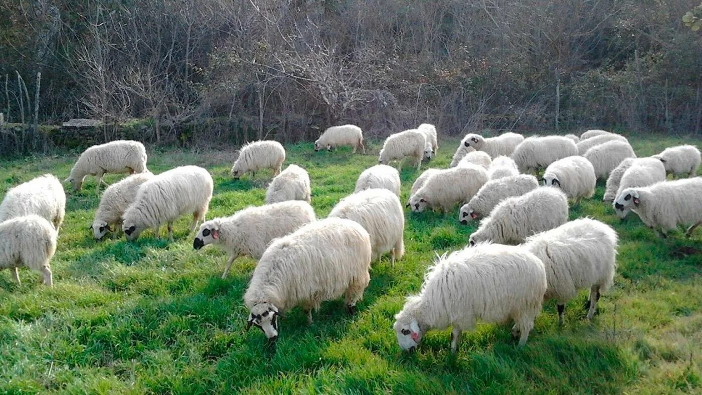Авито породы овец. Балбас порода овец. Буубэй порода овец. Сараджинская порода овец. Кучугуровская порода овец.