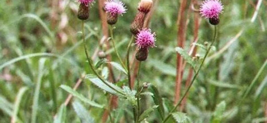 Сорняк иногда называемый осотом. Бодяк полевой (cirsium arvense). бодяк огородный círsium oleráceum. бодяк полевой (осот). осот полевой сорняк.