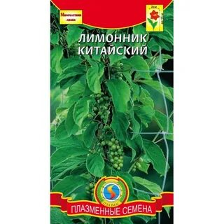 Семена лимонника