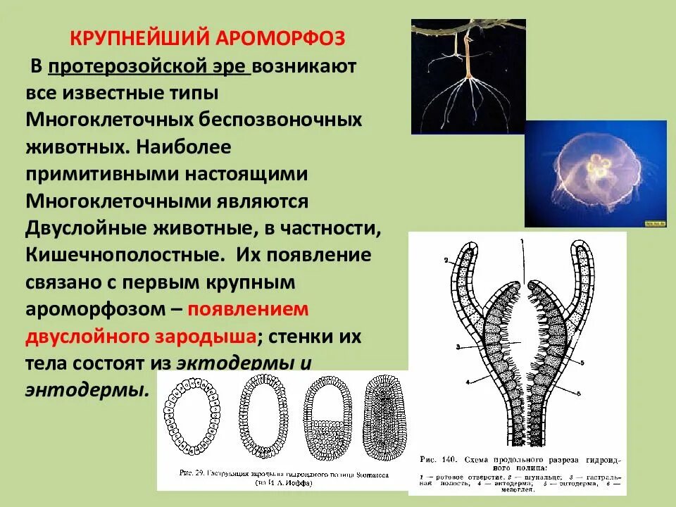 Ароморфозы многоклеточных животных. Основные ароморфозы в эволюции многоклеточных животных. Возникновение многоклеточности ароморфоз. Основные ароморфозы беспозвоночных животных. Возникновение беспозвоночных