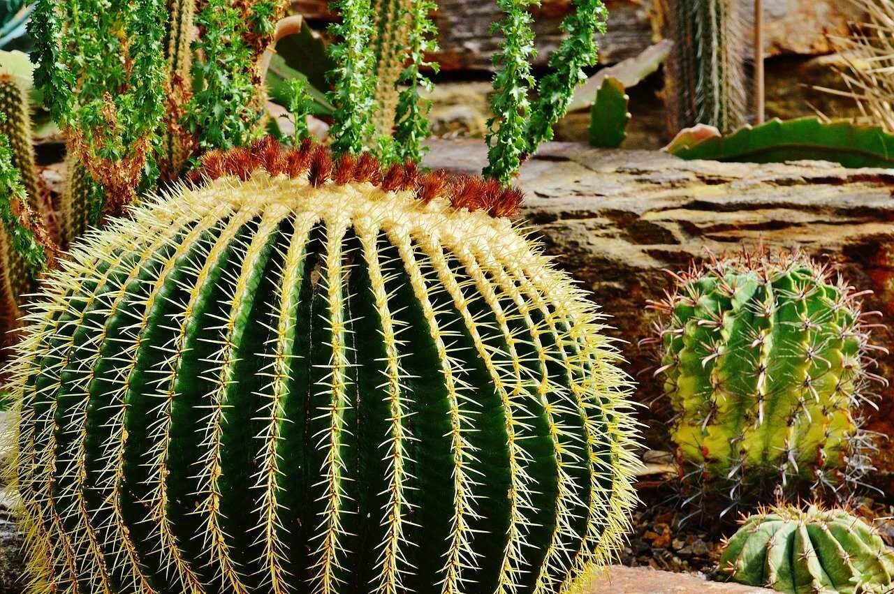 Кактус грандипахус. Кактусовые Cactaceae. Cactaceae Кактус.