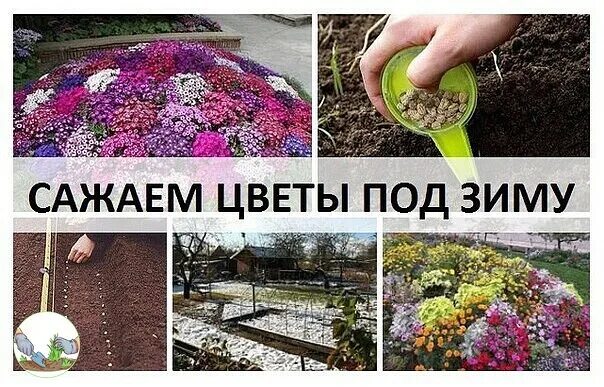 Какие цветы можно сеять в зиму. Цветы которые сажают под зиму. посадка цветов под зиму. цветы которые сажают под зиму многолетние. какие цветы сеем.