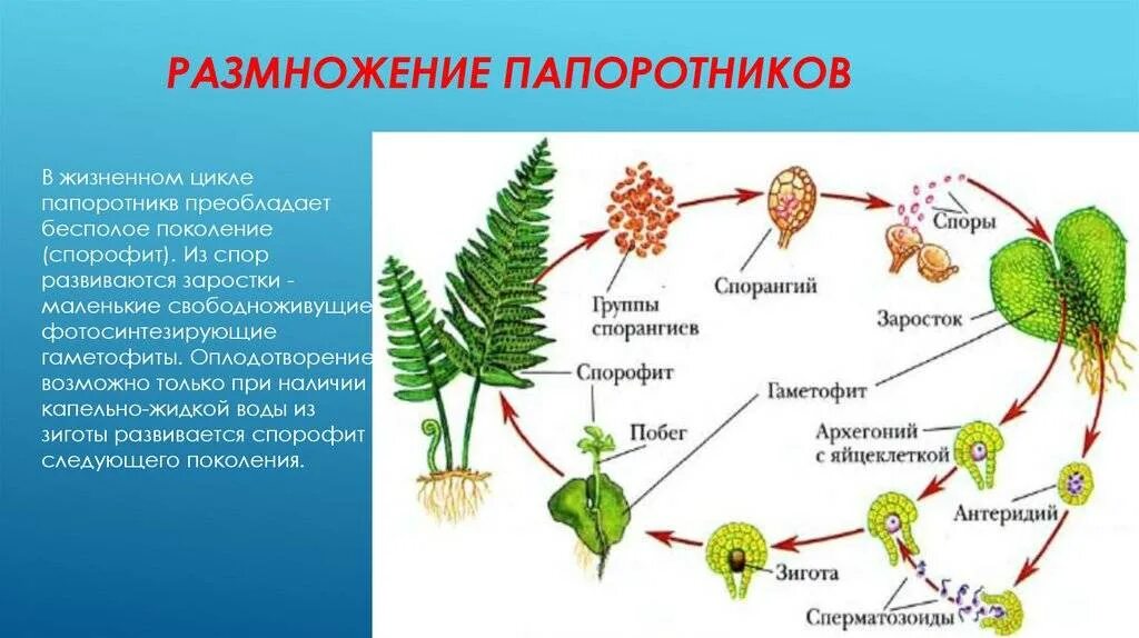 В жизненном цикле есть заросток. Цикл размножения папоротников. Размножение папоротников 6 класс биология. Архегоний папоротника. Размножение папоротников схема.