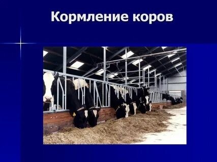 К чему снится кормить корову