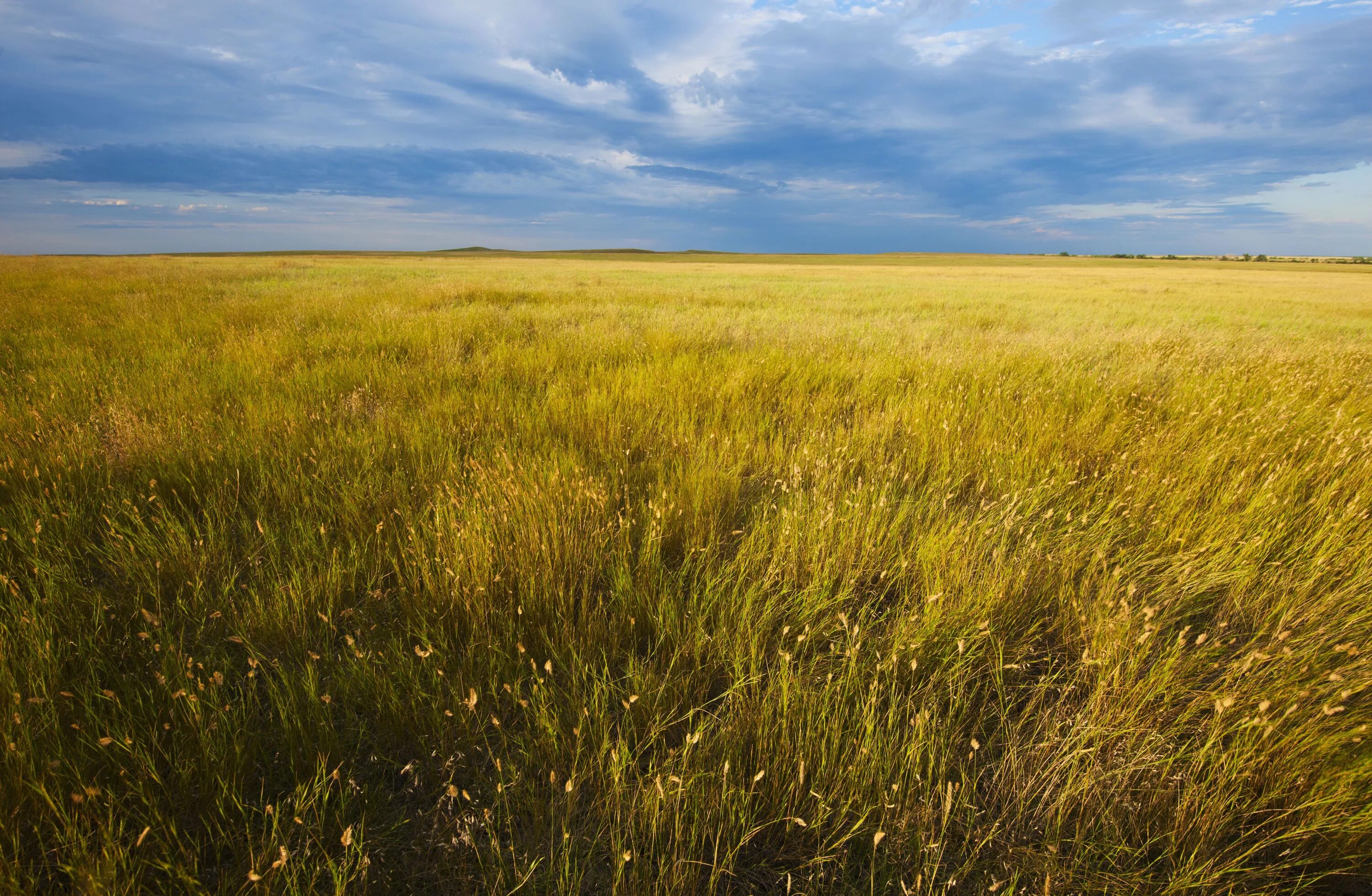 Почвы лесостепи северной америки. Grassland биом. Степи и прерии климат. Климат луговых степей. Степной климат.