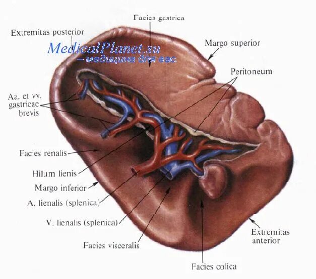 Части селезенки. Строение селезенки анатомия. Диафрагмальная поверхность селезенки анатомия. Селезенка анатомия топография. Селезенка анатомия латынь.