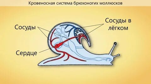Вид кровеносной системы моллюсков