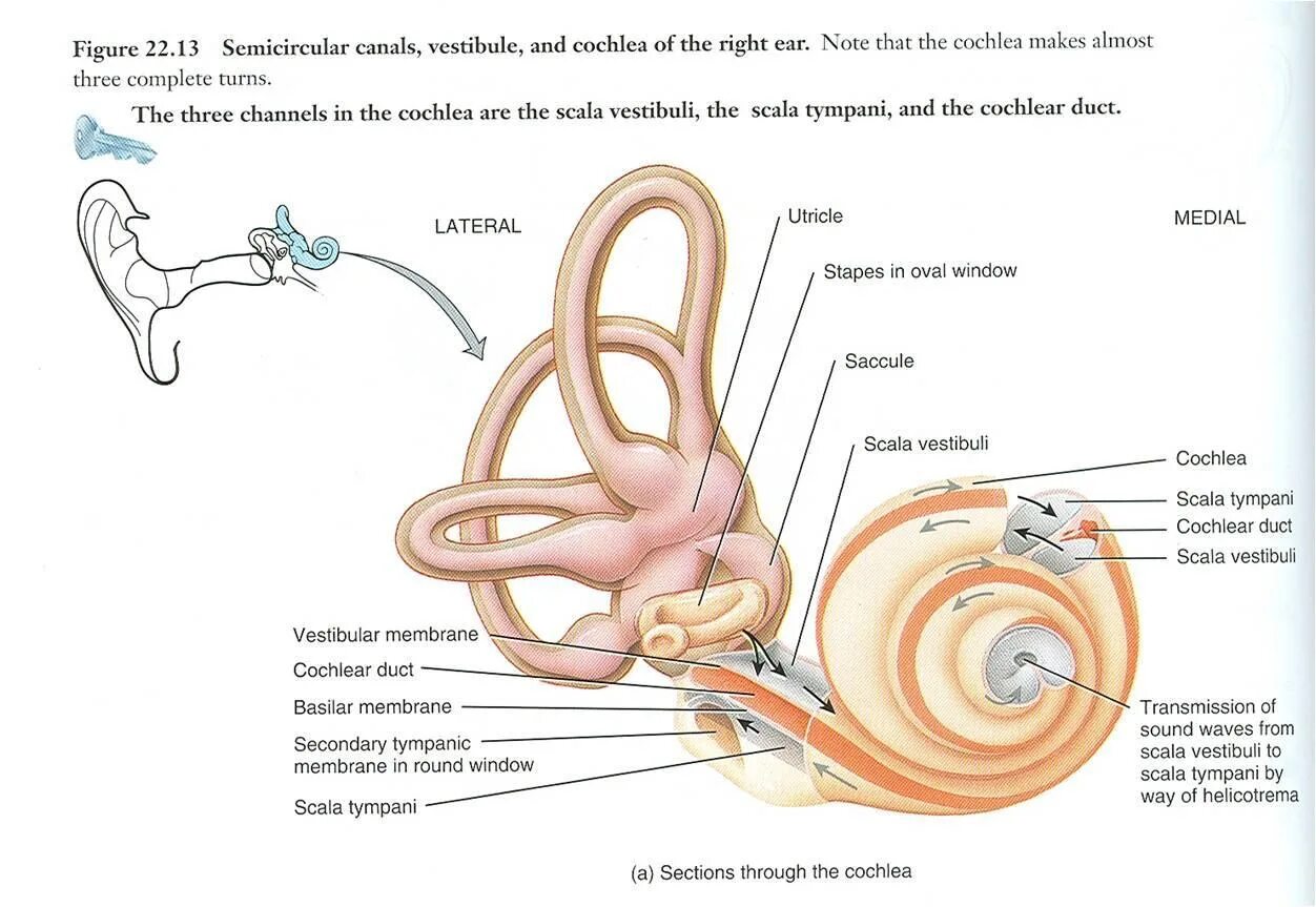 Internal open. Scala vestibuli анатомия. Cochlea Anatomy. Cochlea строение.