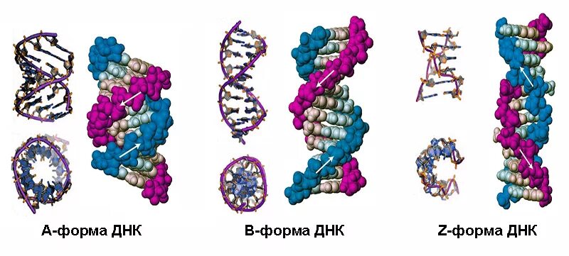 Правозакрученная спираль ДНК. Левозакрученная z форма ДНК. B форма ДНК. В- форма ДНК, А- И Z- формы ДНК..