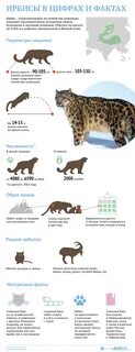 Барс расшифровка