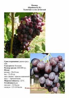 Виноград характеристики сортов