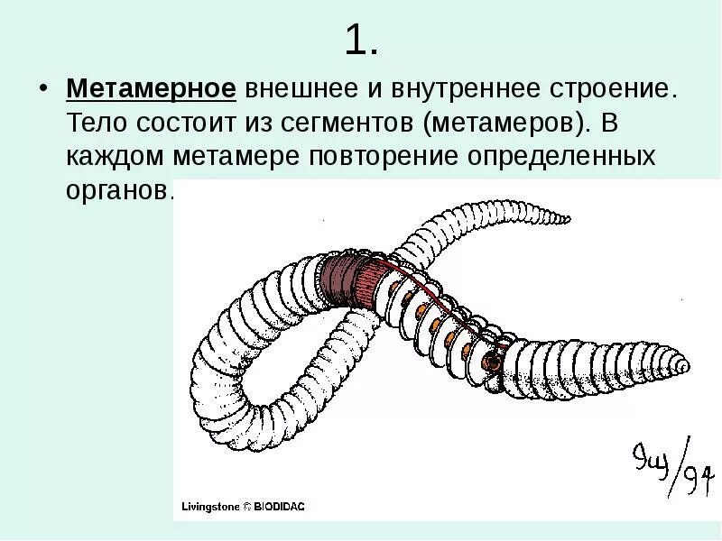 Метамерия кольчатых червей. Кольчатые черви дыхательная система. Кольчатые черви сегментация. Тип кольчатые черви строение. Сегментированное тело у каких