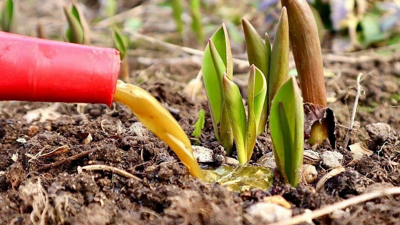 Посадка луковичных. Красивые зимние тюльпаны. Выгонка сорта тюльпана престо. Тюльпаны sclerotinia libertiana. Тюльпаны после зимы.