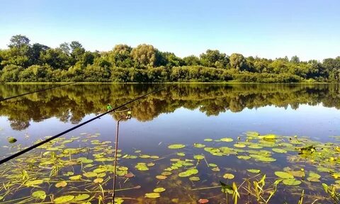 Рп5 западная двина на неделю